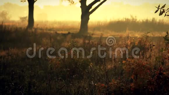 秋天的年轻橡树丛视频的预览图