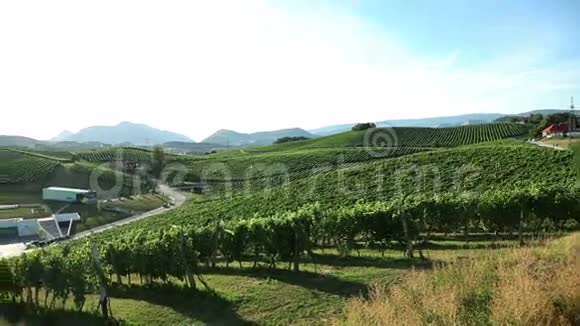 仙鹤滑射的壮观的葡萄园与惊人的景观在视频的预览图