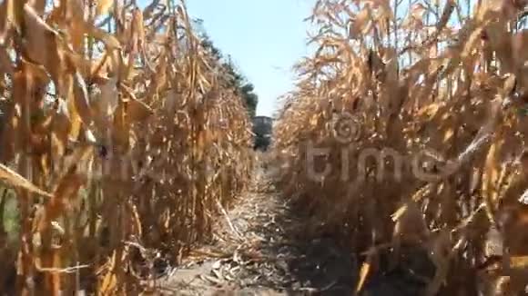穿过一排排玉米检查种植园田间熟玉米视频的预览图