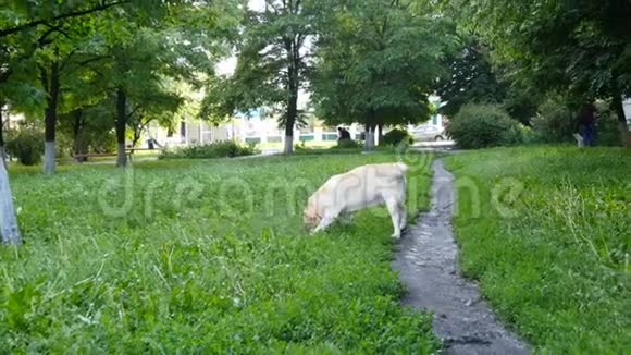 公园里漂亮的活动狗咀嚼棒拉布拉多用木棍在草坪上的绿草中玩耍视频的预览图