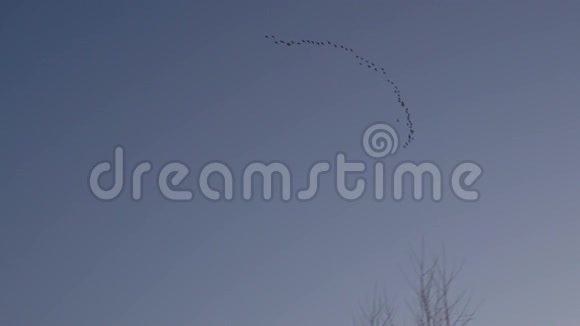 大雁按照正确的顺序在天空中飞翔鹅从冬天回家春天的早晨森林里的黄昏视频的预览图