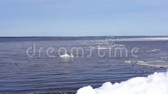 湖中浮冰上的海鸥视频的预览图