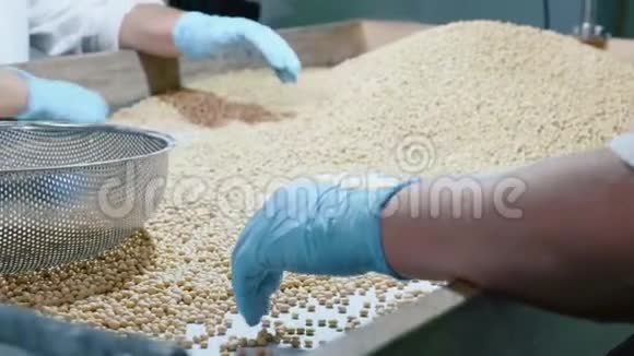 在豆浆厂分拣有机生干豆的工人视频的预览图