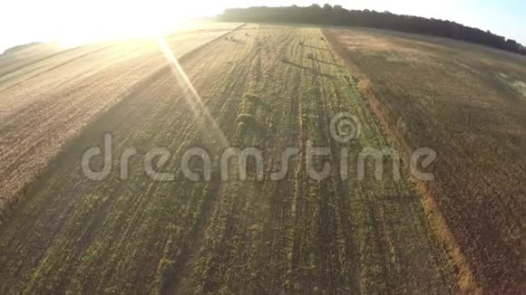 夏季结束成熟的麦田和美丽的早晨的草地鸟瞰视频的预览图