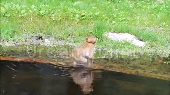 池塘里的猴宝宝视频的预览图