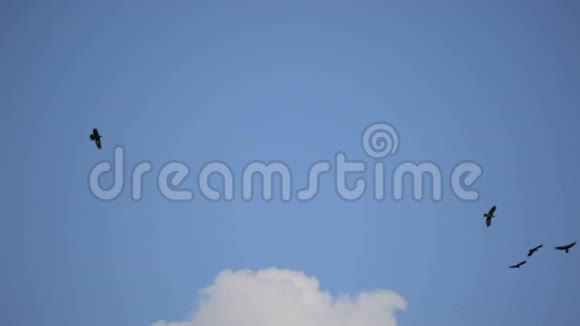 鸟儿盘旋在蓝天上撞击岩石视频的预览图