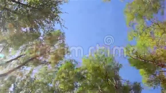 风中的桦树视频的预览图