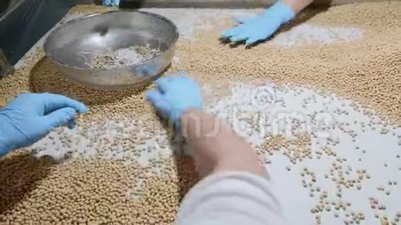 在豆浆厂分拣有机生干豆的工人视频的预览图