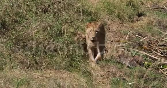 非洲狮子潘特拉里奥集团在萨凡纳内罗毕公园在肯尼亚实时视频的预览图