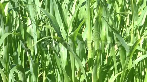 玉米青芽天然营养屏保视频的预览图