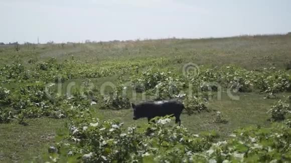 在农村的农场里奔跑的小猪视频的预览图