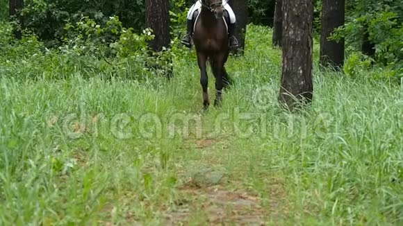 美丽的马留在森林的草地上缓慢地摇着尾巴视频的预览图