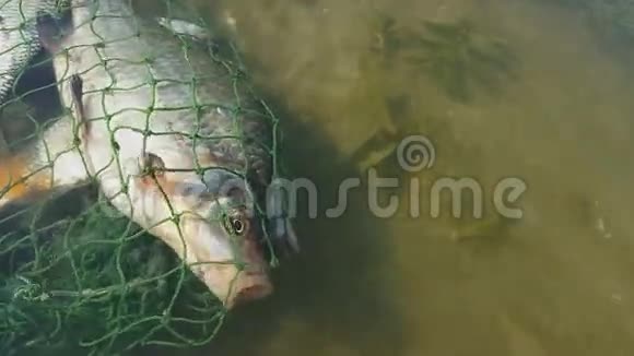 绿色篮子里的新鲜鱼视频的预览图