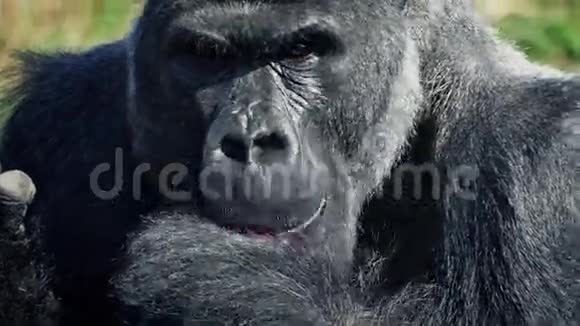 银背大猩猩用手吃东西视频的预览图