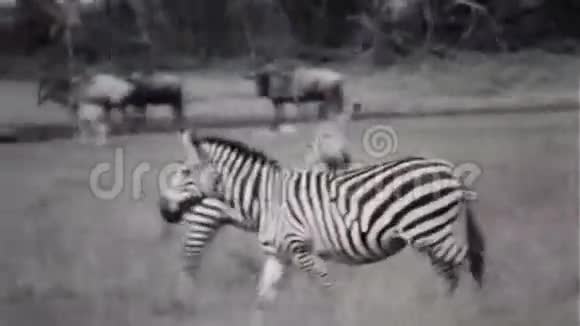 斑马和王尔德贝斯特老式8毫米视频的预览图