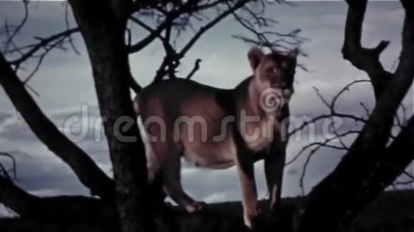 雌狮上升树老式8毫米视频的预览图