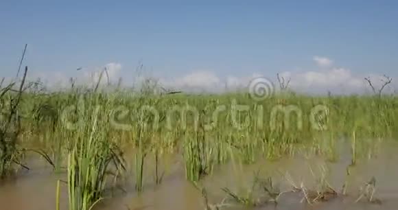 巴林戈湖景观肯尼亚实时视频的预览图