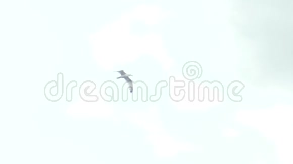 海鸥在云中缓慢地飞行180fps慢动作视频的预览图