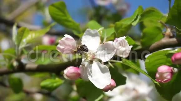 蜜蜂在花丛中飞来飞去收集花粉苹果树在60帧处开花视频的预览图