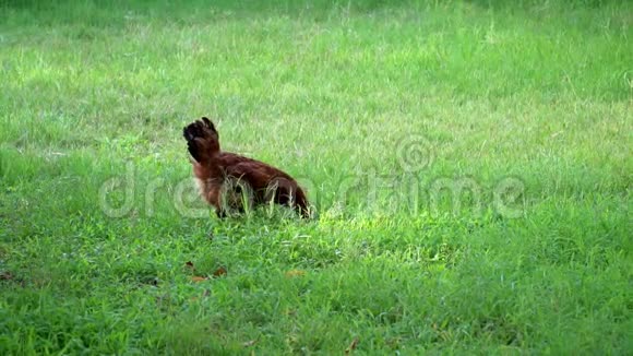 棕色母鸡在草地上寻找食物视频的预览图