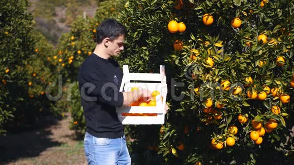 年轻人采摘成熟的橘子视频的预览图