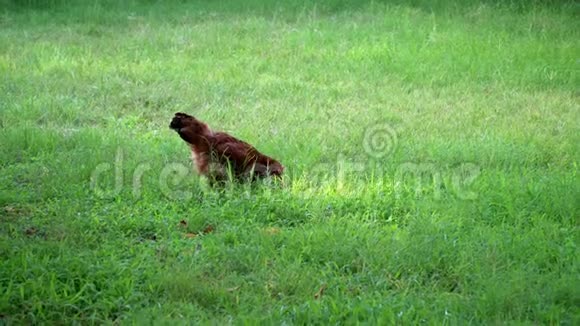 棕色母鸡在草地上寻找食物视频的预览图