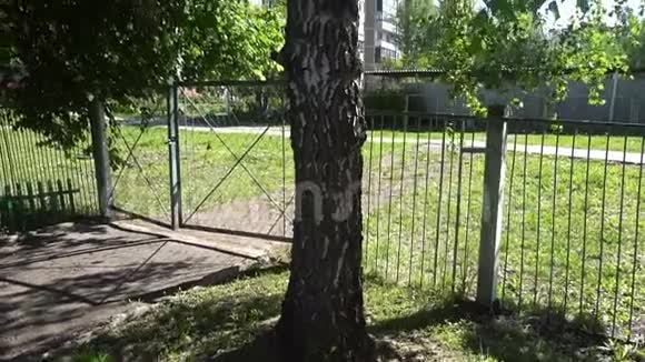 在绿叶背景下孤独的俄罗斯桦树视频的预览图