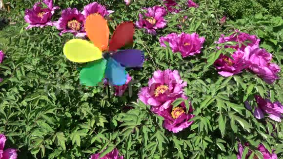 彩虹色的风车玩具在花园和风中盛开的牡丹丛附近视频的预览图