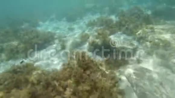 在热带海洋中水下喷着阳光气泡和成群的鱼马耳他视频的预览图