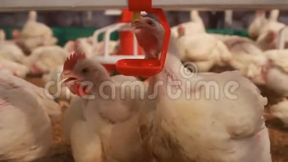 农场里的鸡视频的预览图