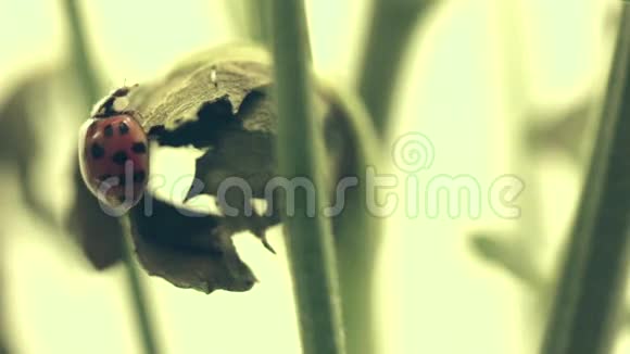 植物茎上的瓢虫视频的预览图
