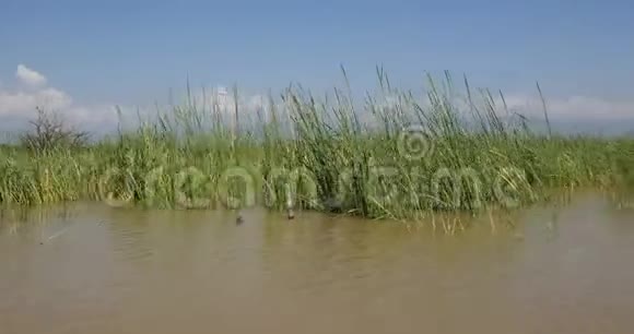 巴林戈湖景观肯尼亚实时视频的预览图