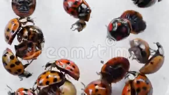白色背景宏观镜头中的瓢虫集合视频的预览图