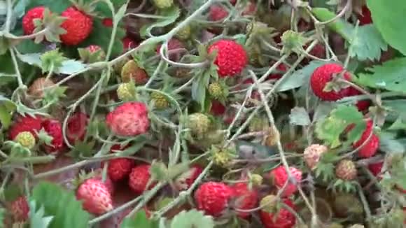 旋转野生草莓收获背景视频的预览图