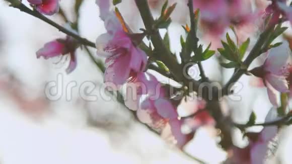 田野里盛开的桃枝的特写视频的预览图