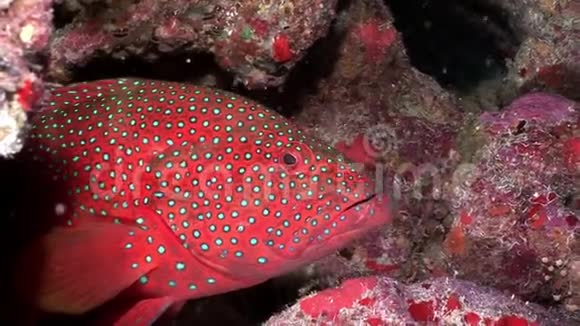 浅红色斑点石斑鱼在珊瑚海底视频的预览图