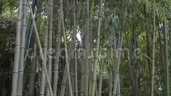 竹林在风中飘荡视频的预览图