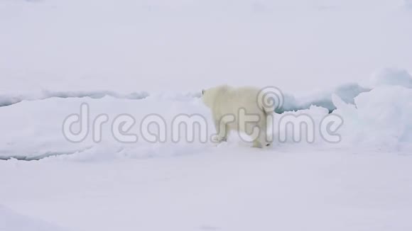 北极熊在冰上行走视频的预览图