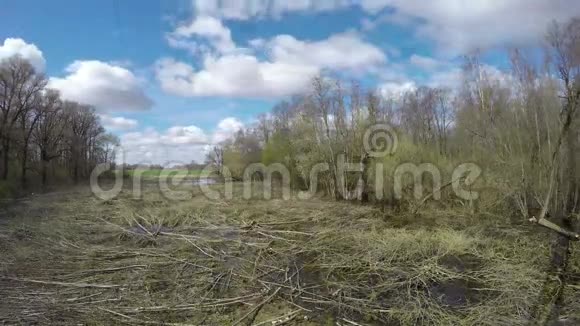 春季森林高压电线延时4K视频的预览图