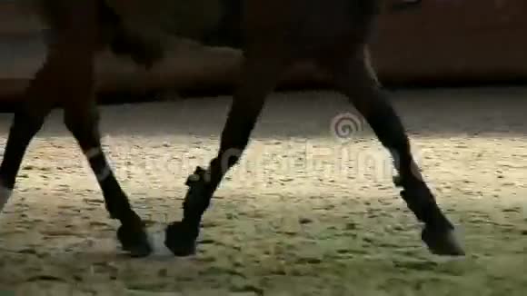 大礼堂女子骑师训练低角度镜头视频的预览图