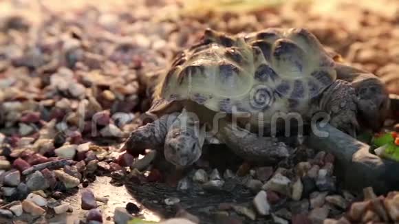 两头龟突变体视频的预览图