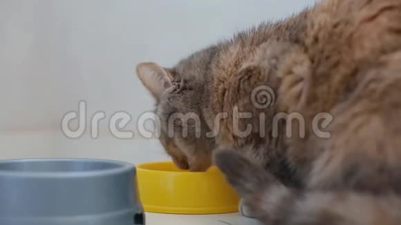 家里的灰猫在吃食物视频的预览图