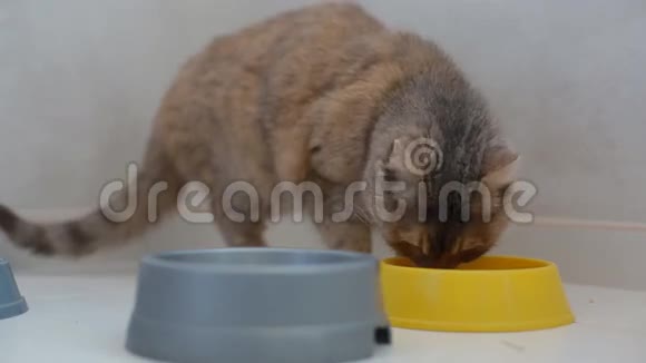 家里的灰猫在吃食物视频的预览图