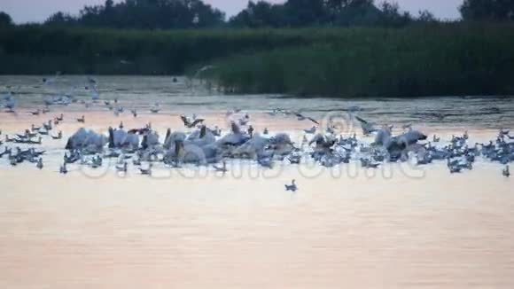 黎明时许多鸟在水中觅食视频的预览图