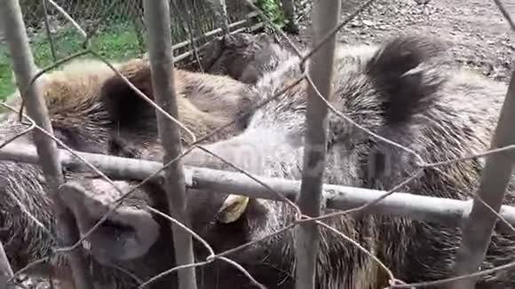 许多野猪小猪Susscrofa在动物园里散步视频的预览图