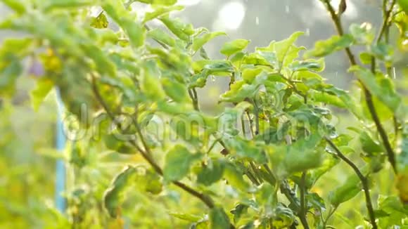 鲜绿茄子植物上的落水背景视频的预览图