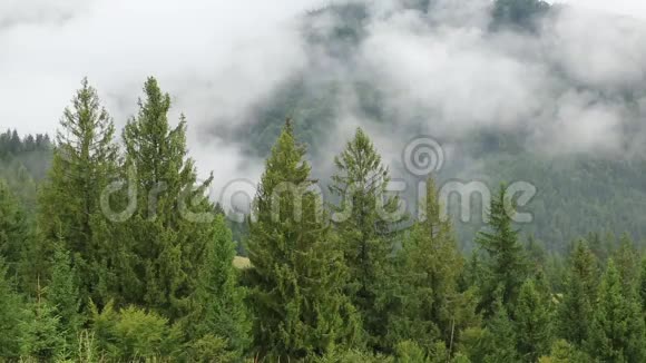 针叶树间的薄雾视频的预览图