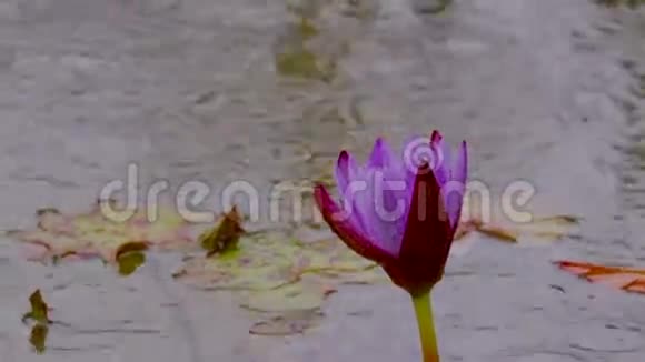 雨中紫睡莲视频的预览图