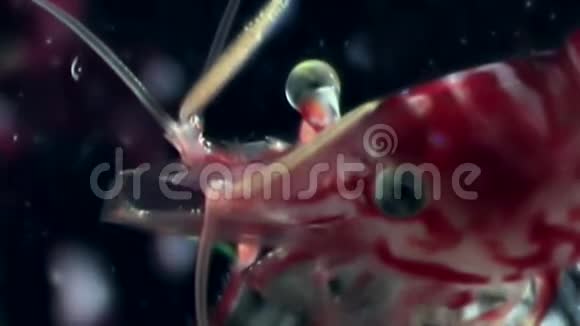 红虾的眼睛紧闭着在白海海底寻找食物视频的预览图