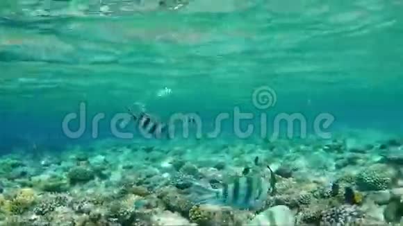 条纹剪刀中士鱼不深在水面下水下视频视频的预览图